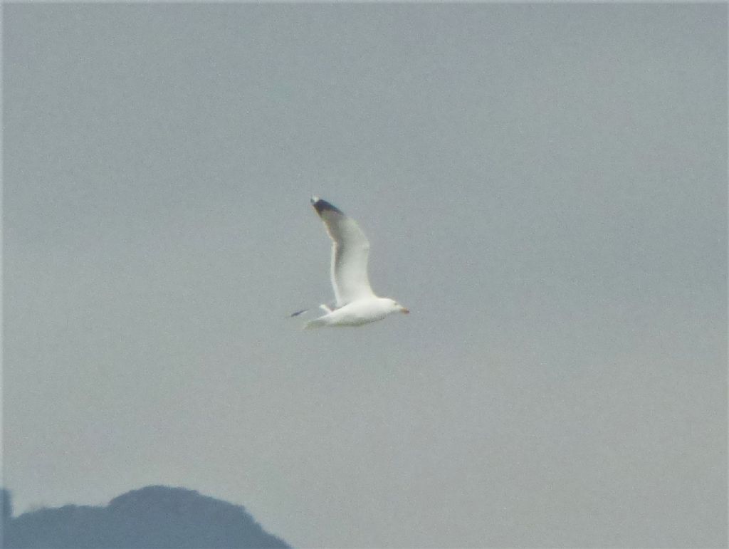 Gabbiani da identificare: Gabbiani reali mediterranei (Larus michahellis)